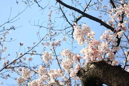 20100404_sakura08