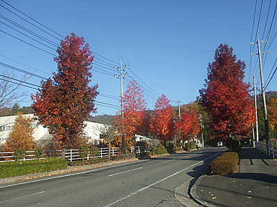 東広島工場前の紅葉1