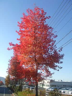 東広島工場前の紅葉2