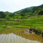 田植え