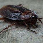 cockroach-70295__180