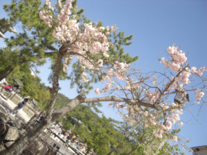 02-09八重桜