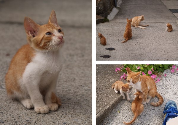 尾道の茶トラの猫たち。子猫もいる。