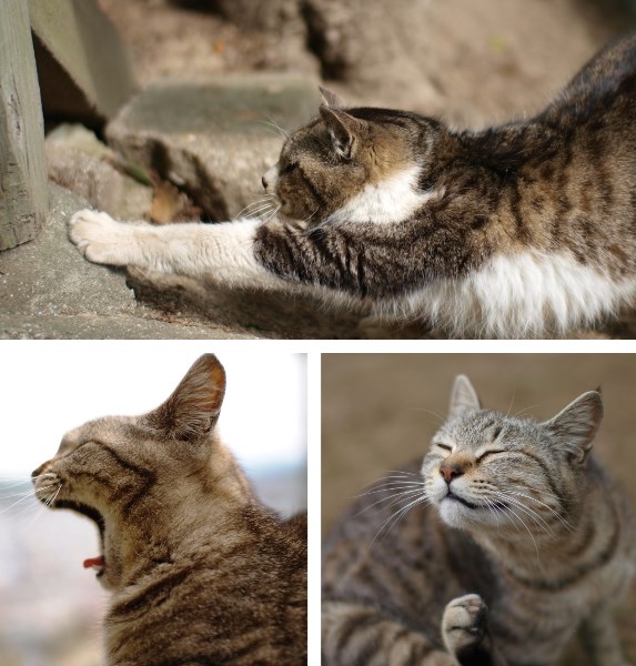 伸びやあくびをする尾道の猫たち