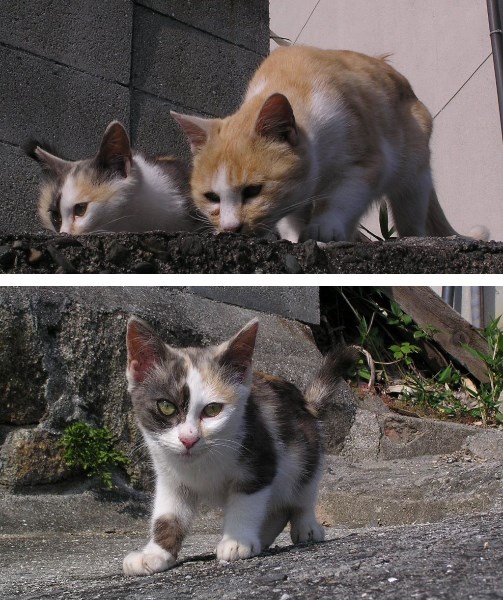 尾道の猫たちを猫の視点で撮ってみる