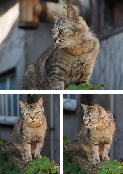 尾道の猫たちは表情が豊か2