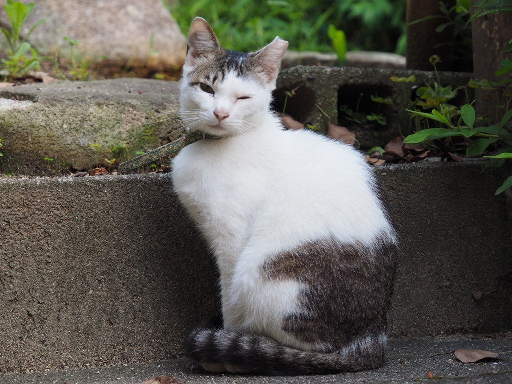 ウインクする尾道の猫