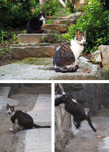 尾道の猫の細道にいる猫たち。