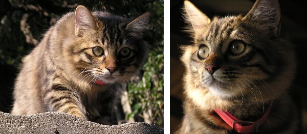 尾道の猫たちは表情が豊か