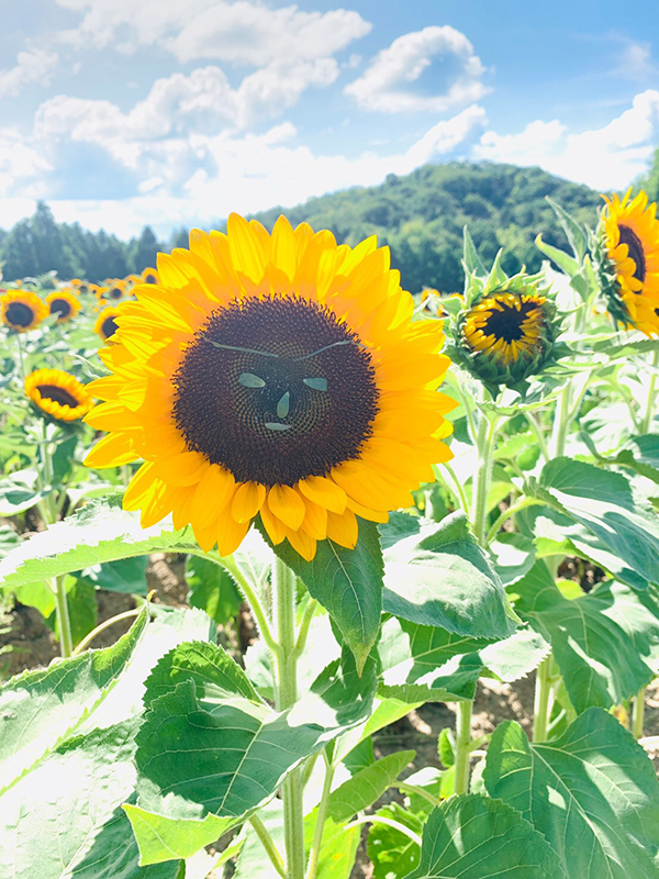 110万本のひまわり畑 世羅高原農場 ひまわりまつり に行ってきました