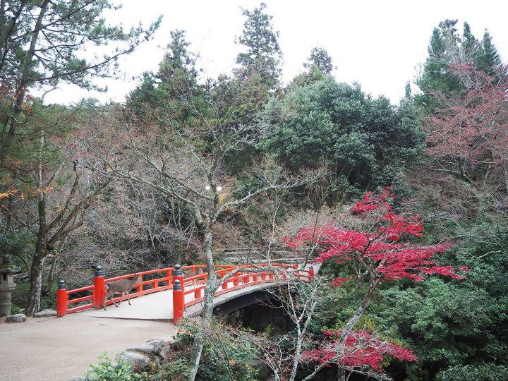 「紅葉谷公園」（2019年12月７日）