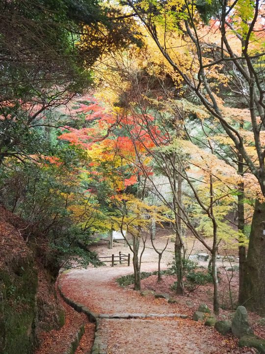 「もみじ歩道」（2019年12月７日）